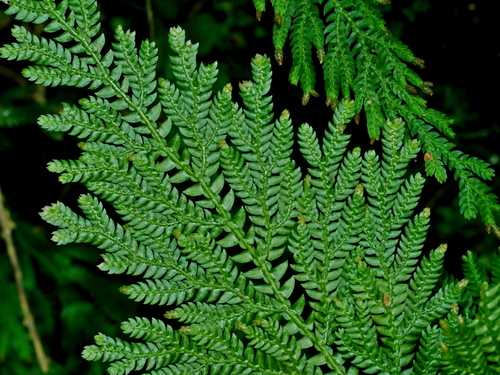 Moellendorff's Spikemoss reference