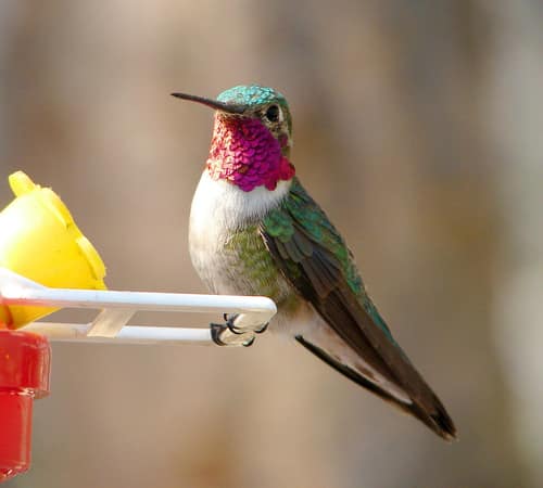 Broad-tailed Hummingbird reference