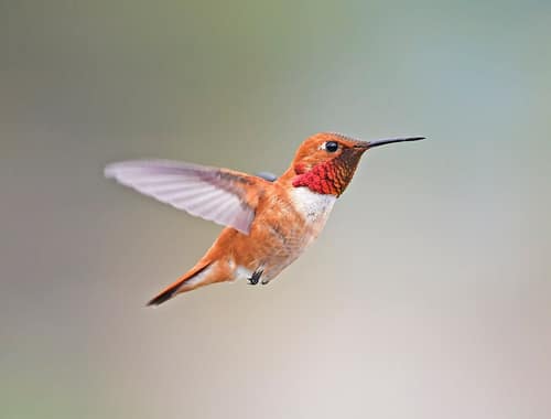 Rufous Hummingbird reference
