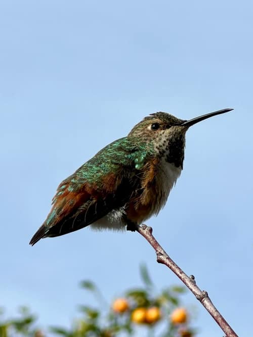 Allen's Hummingbird reference