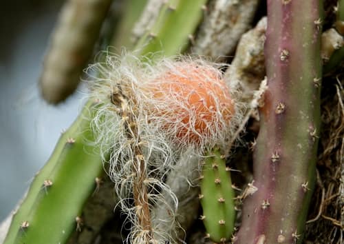 Night-blooming Cereus reference