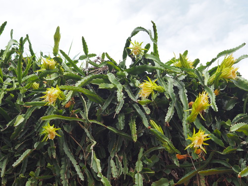 Dragon Fruit Cactus reference