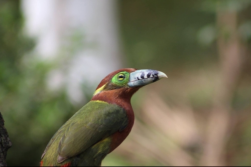 Spot-billed Toucanet reference