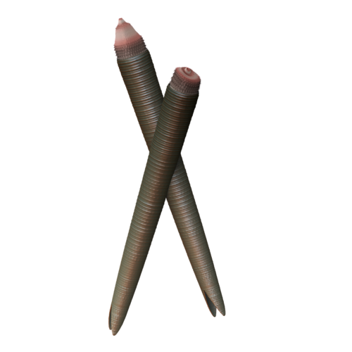 Tubicolous Worm reference