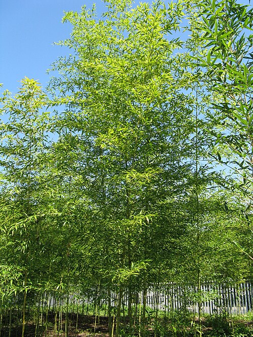 Narihira Bamboo reference