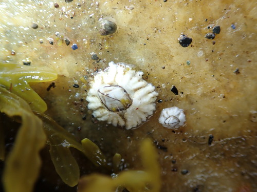 Acorn Barnacle reference