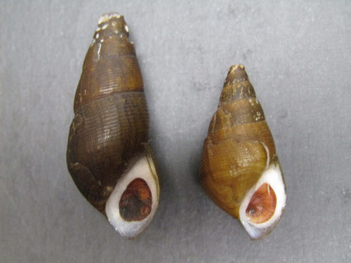 Melanoid Snail reference