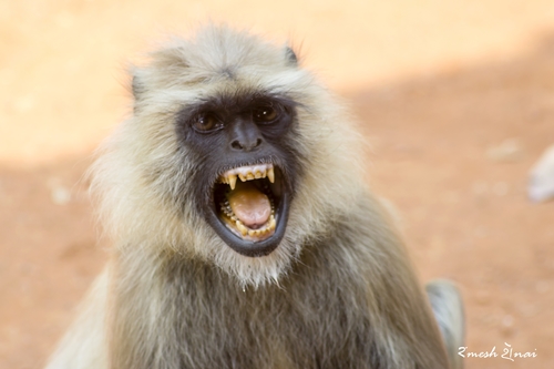 Northern Plains Gray Langur reference