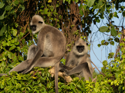 Tufted Gray Langur reference