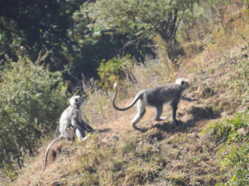 Nepal Gray Langur reference