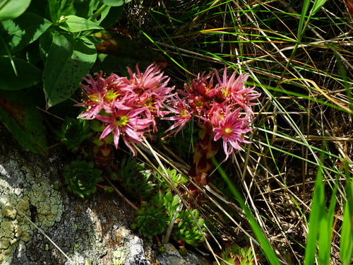 Mountain Houseleek reference