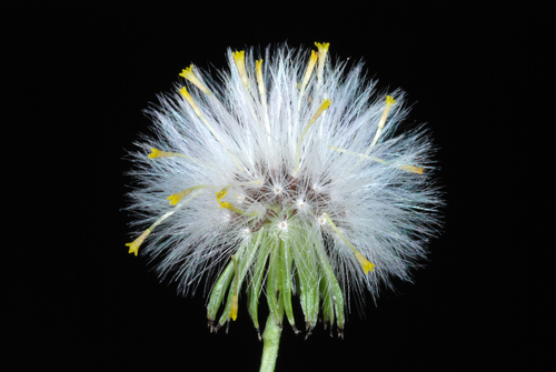 Common Groundsel reference