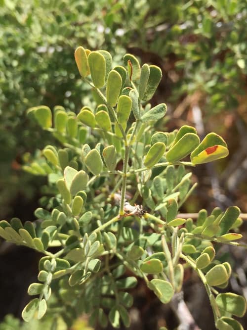 Catclaw Acacia reference