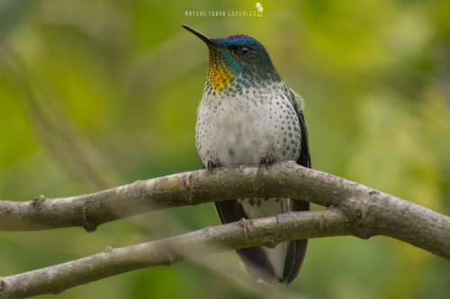 Juan Fernández Firecrown reference
