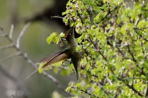 Green-Backed Firecrown reference