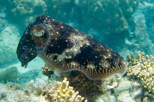 Broadclub Cuttlefish reference