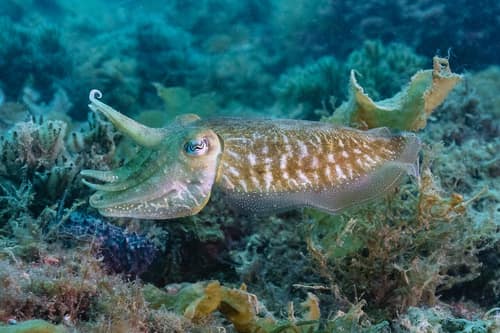 Common Cuttlefish reference