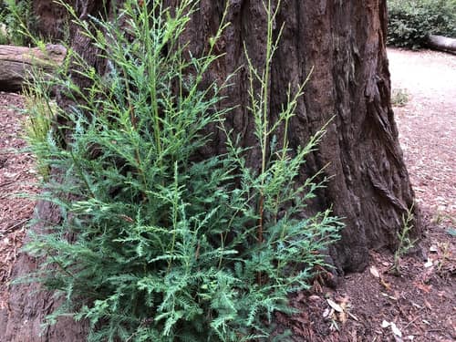 Coast Redwood reference
