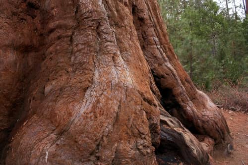 Giant Sequoia reference