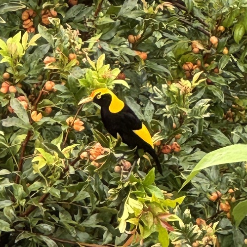 Regent Bowerbird reference