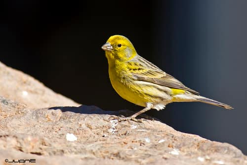 Atlantic Canary reference