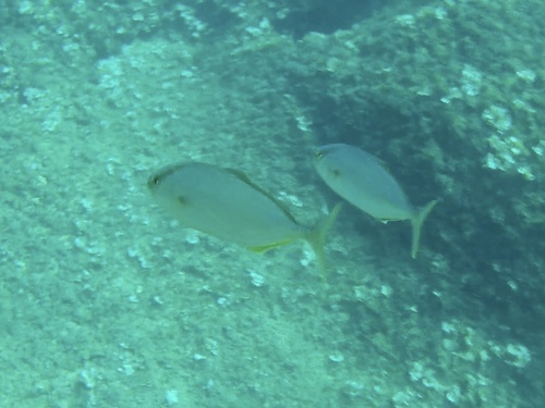 Greater Amberjack reference