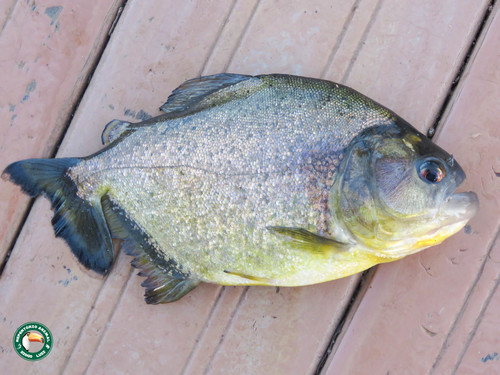 Black Piranha reference