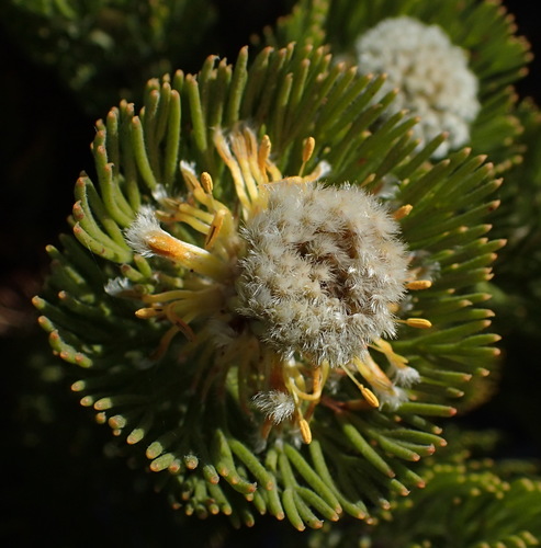Golden Spiderhead reference