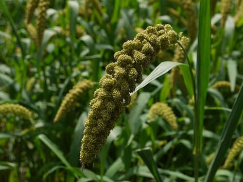 Foxtail Millet reference