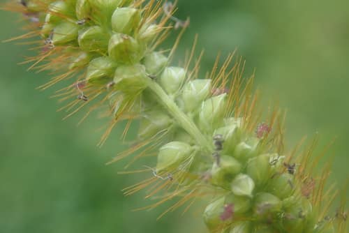 Yellow Foxtail reference
