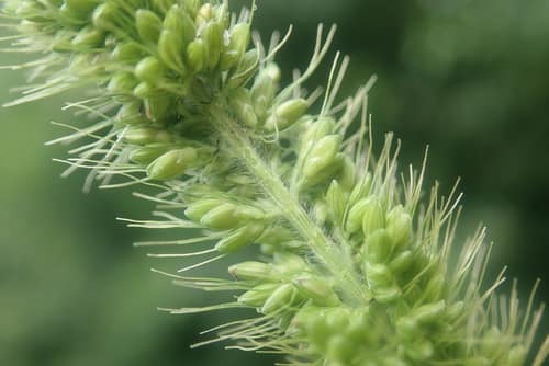 Green Foxtail reference
