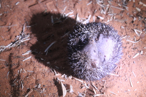 Greater Hedgehog Tenrec reference