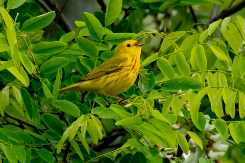 American Yellow Warbler reference