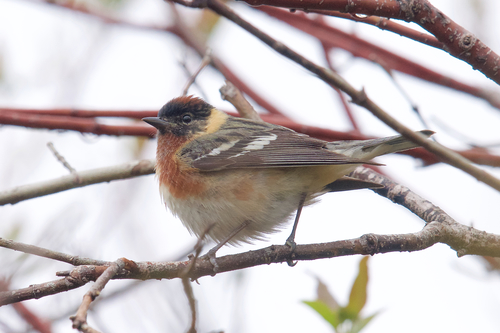 Bay-breasted Warbler reference