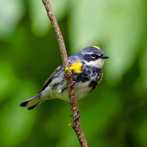 Yellow-rumped Warbler reference