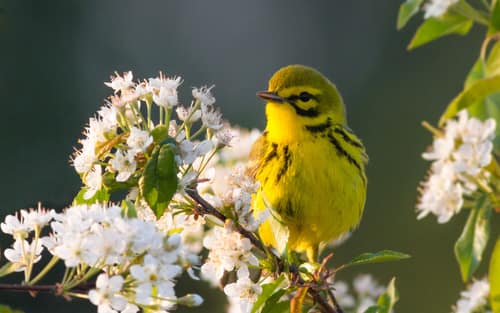 Prairie Warbler reference