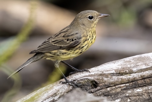 Kirtland's Warbler reference