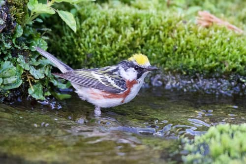 Chestnut-sided Warbler reference