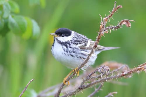 Blackpoll Warbler reference