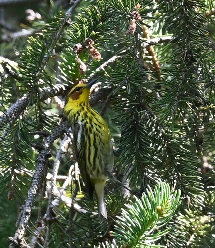 Cape May Warbler reference