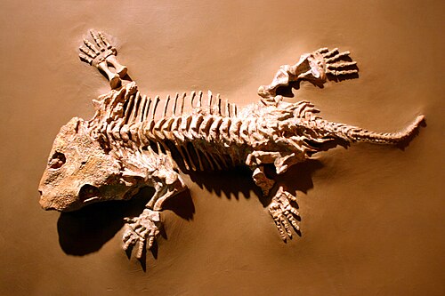 Seymouria sanjuanensis reference