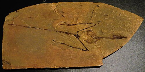 Sharovipteryx reference