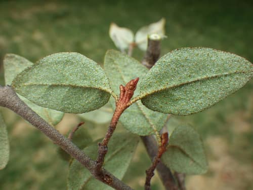 Canada Buffaloberry reference