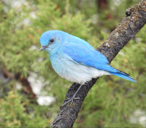 Mountain Bluebird reference