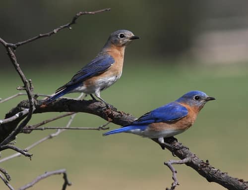 Eastern Bluebird reference