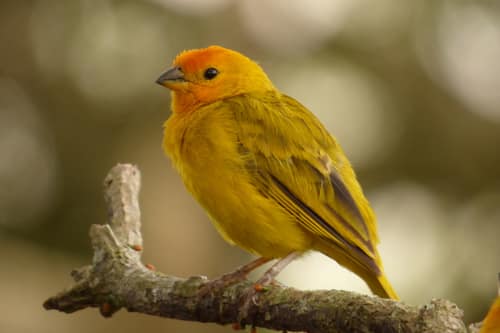 Saffron Finch reference