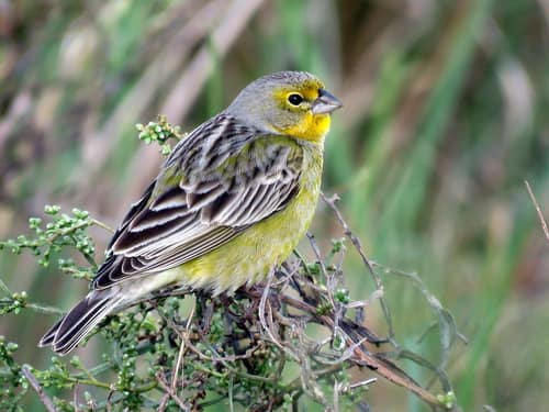 Grassland Yellow-Finch reference