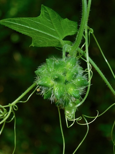 Bur Cucumber reference