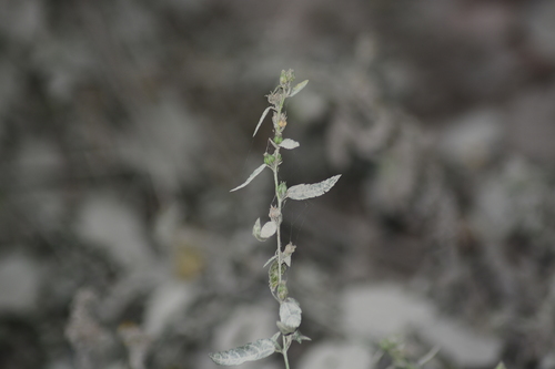 Common Wireweed reference