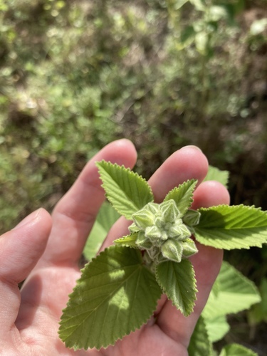 Flannel Weed reference